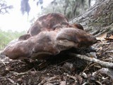 Laetiporus persicinus image