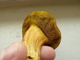 Boletus ferrugineus image