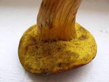 Boletus ferrugineus image