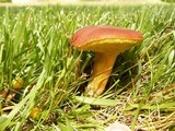 Boletus ferrugineus image