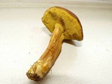 Boletus ferrugineus image