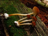 Marasmius cohaerens image