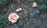 Laetiporus cincinnatus image