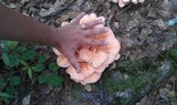 Laetiporus cincinnatus image