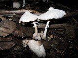 Leucocoprinus cepistipes image