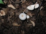 Leucocoprinus cepistipes image