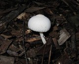 Leucocoprinus cepistipes image