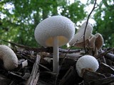 Leucocoprinus cepistipes image