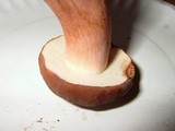 Tylopilus ferrugineus image