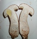 Tylopilus ferrugineus image