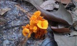 Craterellus odoratus image