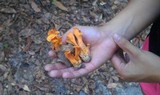 Craterellus odoratus image