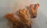 Craterellus odoratus image