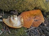 Discina ancilis image