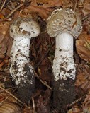 Amanita excelsa image