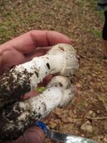 Amanita excelsa image
