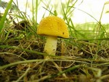 Amanita flavorubens image