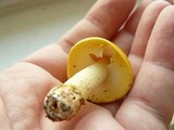 Amanita flavorubens image