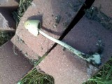 Conocybe apala image