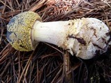 Amanita augusta image