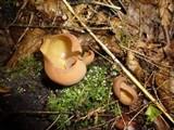Otidea bufonia image
