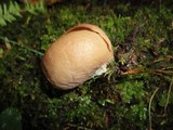 Otidea bufonia image