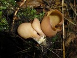 Otidea bufonia image