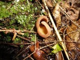 Otidea bufonia image