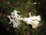 Clavulina coralloides image