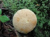 Suillus decipiens image
