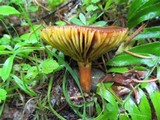 Phylloporus rhodoxanthus image