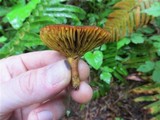 Phylloporus rhodoxanthus image