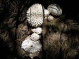 Calvatia sculpta image