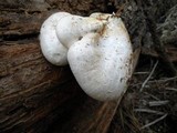 Neolentinus ponderosus image