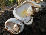 Neolentinus ponderosus image