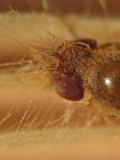 Entomophthora syrphi image
