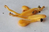 Microglossum rufum image