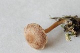 Inocybe albodisca image