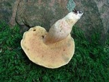 Boletus miniato-olivaceus image
