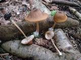 Entoloma formosum image