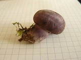 Tylopilus plumbeoviolaceus image