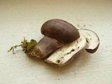 Tylopilus plumbeoviolaceus image