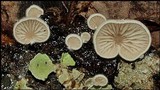 Crepidotus variabilis image