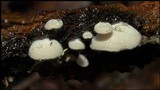 Crepidotus variabilis image