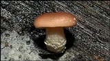 Lentinula boryana image