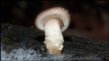 Lentinula boryana image