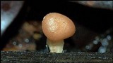 Lentinula boryana image