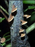 Porodisculus pendulus image
