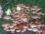 Pholiota terrestris image