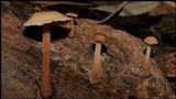 Gymnopus spongiosus image